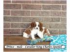 Cavalier King Charles Spaniel PUPPY FOR SALE ADN-788034 - Sweet Cavalier puppy