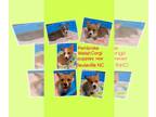 Pembroke Welsh Corgi PUPPY FOR SALE ADN-788036 - Pembroke Welsh Corgi puppies