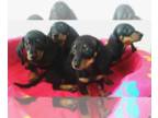 Dachshund PUPPY FOR SALE ADN-788040 - Miniature Dachshund Pups