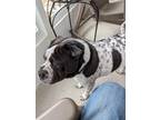 Adopt Buster a Black - with White Shar Pei / Boxer / Mixed dog in Leland