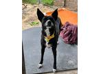Adopt Pepper a Black Mutt / Mixed dog in Kerrville, TX (41260998)