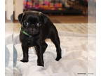 Pug PUPPY FOR SALE ADN-788057 - AKC Pug Puppies in Texas