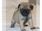 Pug PUPPY FOR SALE ADN-788057 - AKC Pug Puppies in Texas