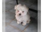 Maltese PUPPY FOR SALE ADN-788058 - Maltese male puppy