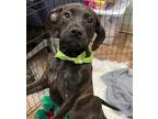 Adopt Romeo a Brindle Mixed Breed (Medium) / Mixed dog in Worcester