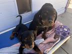Adopt Woody a Brown/Chocolate - with Black Rottweiler / Mixed dog in Gilbert