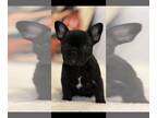 French Bulldog PUPPY FOR SALE ADN-788069 - Female Black Brindle French Bulldog