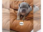 French Bulldog PUPPY FOR SALE ADN-788070 - 4 puppies available 3 boys 1 girl