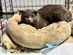 Adopt Theo a Gray or Blue Domestic Shorthair / Mixed (short coat) cat in
