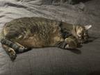 Adopt Ghost a Brown Tabby Domestic Shorthair / Mixed (short coat) cat in