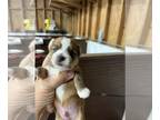 Morkie PUPPY FOR SALE ADN-788077 - Tan and white