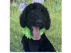 Adopt ZAYDEN a Poodle (Standard) / Golden Retriever / Mixed dog in Fort Pierce