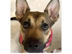 Adopt NEVAEH a German Shepherd Dog / Mixed dog in Fort Pierce, FL (41260821)