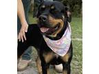 Adopt CHARLOTTE a Rottweiler / Mixed dog in Fort Pierce, FL (41260820)