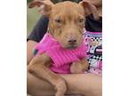 Adopt PABLO a Labrador Retriever / Mixed dog in Fort Pierce, FL (41260817)