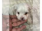 Morkie PUPPY FOR SALE ADN-788082 - White girl