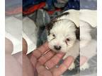 Morkie PUPPY FOR SALE ADN-788084 - White and brown