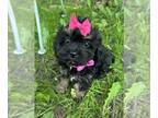 Cavapoo PUPPY FOR SALE ADN-788086 - Cavapoo female One Available