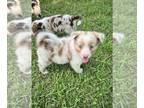 Australian Shepherd PUPPY FOR SALE ADN-788093 - AKC Red Tri and Red Merle litter