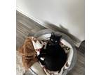 Adopt Storm a All Black Siamese / Mixed (short coat) cat in Petersburg