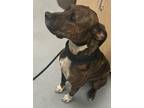 Adopt LAMBO a American Staffordshire Terrier / Mixed Breed (Medium) / Mixed dog