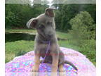 German Shepherd Dog PUPPY FOR SALE ADN-788109 - Foxys Miss Chasing Daydreams
