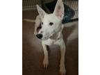 Adopt Alfie a White - with Black Australian Shepherd / Shepherd (Unknown Type) /