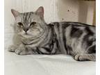 Adopt Logan a American Shorthair cat in Annapolis, MD (41260712)