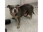 Adopt Shirley Temple a Gray/Blue/Silver/Salt & Pepper American Pit Bull Terrier