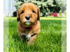 Australian Labradoodle PUPPY FOR SALE ADN-788121 - Top Dogs of the 90s