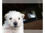 Scottish Terrier PUPPY FOR SALE ADN-788122 - AKC SCOTTISH TERRIER PUPPIES