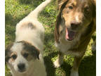 Australian Shepherd-Great Pyrenees Mix PUPPY FOR SALE ADN-788125 - Beautiful and