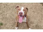 Adopt Butta a Tan/Yellow/Fawn - with White Pit Bull Terrier / Mixed dog in