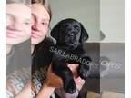 Labrador Retriever PUPPY FOR SALE ADN-788126 - READY NOW AKC Black English