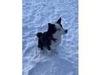 Adopt Shadow a Black - with White Husky / Border Collie / Mixed dog in Regina