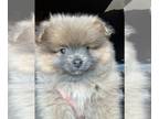 Pomeranian PUPPY FOR SALE ADN-788133 - AKC Lady Bear