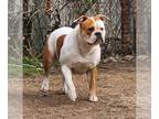 American Bulldog PUPPY FOR SALE ADN-788135 - Stunning Foundation Quality Female