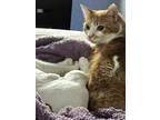 Adopt Mona Lisa a Orange or Red Tabby / Mixed (medium coat) cat in Georgetown