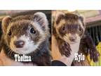 Adopt Thelma & Kyler a Black Ferret small animal in Phoenix, AZ (41260680)