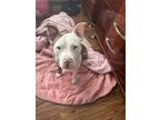 Adopt Oreo a Brown/Chocolate - with White American Pit Bull Terrier / Mixed dog
