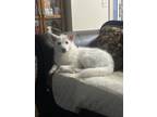 Adopt Micmic a White Pomsky / Mixed dog in Vancouver, WA (41260623)