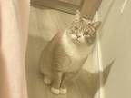 Adopt Milkball a Gray or Blue Tabby / Mixed (short coat) cat in Hamilton