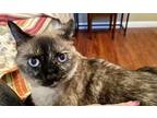Adopt Bella a Brown or Chocolate (Mostly) Siamese / Mixed (medium coat) cat in