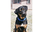 Adopt Bear a Black Rottweiler / Mixed dog in Buena Vista, CO (40981005)