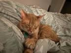 Adopt August a Orange or Red Domestic Shorthair / Mixed (short coat) cat in