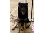 Adopt Sancho a Brown/Chocolate - with Tan German Shepherd Dog / Mixed dog in