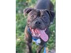 Adopt Mack a Black Mixed Breed (Large) / Mixed dog in Fairfax, VA (41245498)