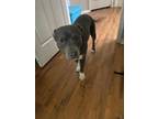 Adopt Junior a Brown/Chocolate - with White American Pit Bull Terrier / Mixed