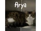 Adopt Arya a Brown Tabby Domestic Mediumhair / Mixed Breed (Medium) / Mixed