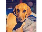 Adopt Cleetus a Tan/Yellow/Fawn Coonhound (Unknown Type) / Mixed dog in